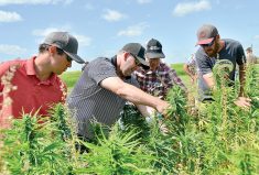 Tour attendees examine hemp plots in 2017.
 photos:ALEXIS STOCKFORD