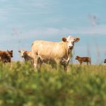 “… the price high for this cattle cycle might not be seen until the fourth quarter of 2024, or even 2025, depending on the weather.” – Brenna Grant, Canfax.