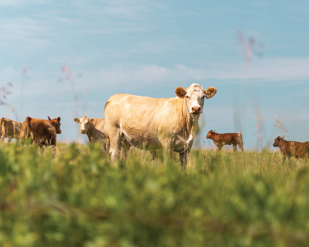 “… the price high for this cattle cycle might not be seen until the fourth quarter of 2024, or even 2025, depending on the weather.” – Brenna Grant, Canfax.