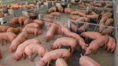 A Washington State think tank has stated that the cost of compliance with Prop 12 will likely shrink the U.S. national hog herd and lead to further consolidation within the industry.
