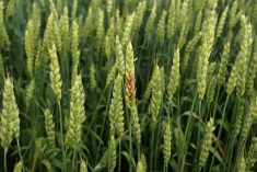 VIDEO: New fusarium forecasting tool on deck