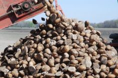 Seed potatoes loaded for planting. (File photo by Ralph Pearce)
