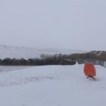 Cattle use round bales as a wind break. (NDSU photo)
