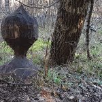 For some reason, this beaver started chomping on the tree all over again, despite getting so close to the finish line the first time.