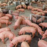 The pork industry expects to struggle with a supply-demand imbalance through much of 2024.