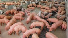 The pork industry expects to struggle with a supply-demand imbalance through much of 2024.