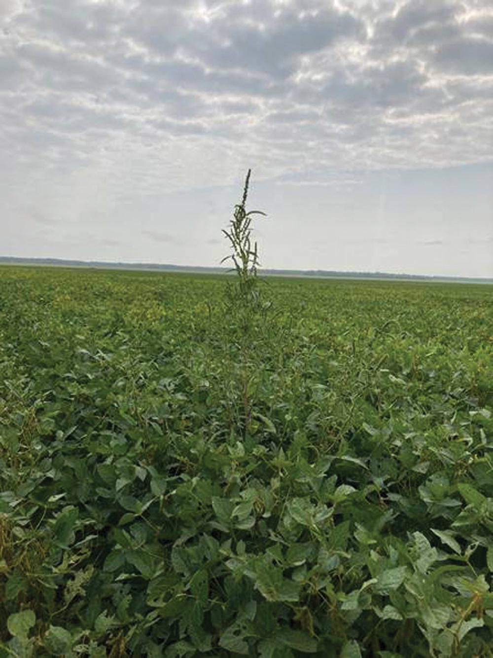 Once waterhemp pokes its head above the canopy, it becomes easily identifiable.