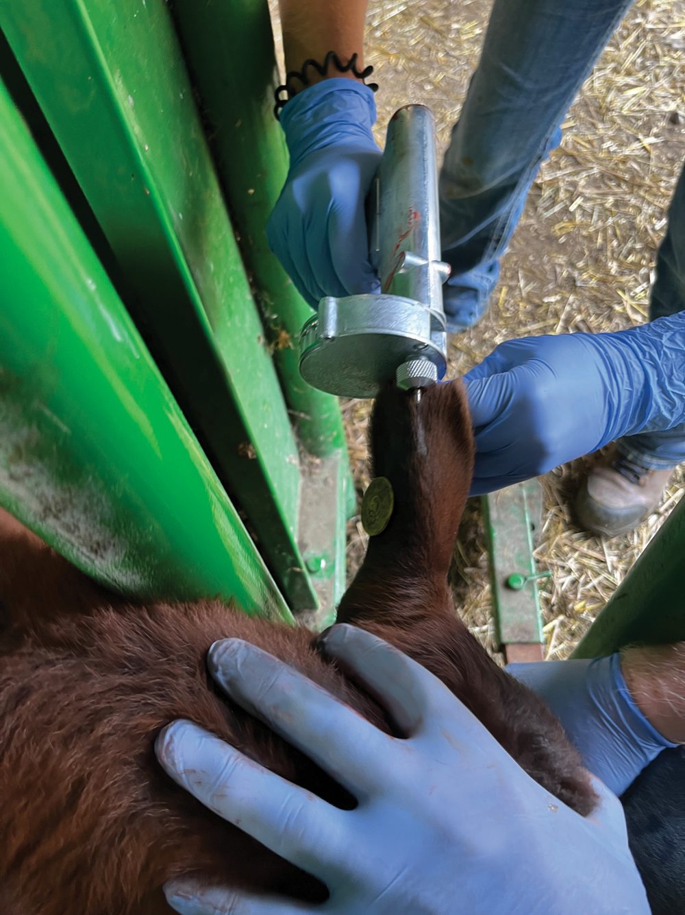 Implant being inserted under the skin of a calf’s ear.  Photo: MBFI