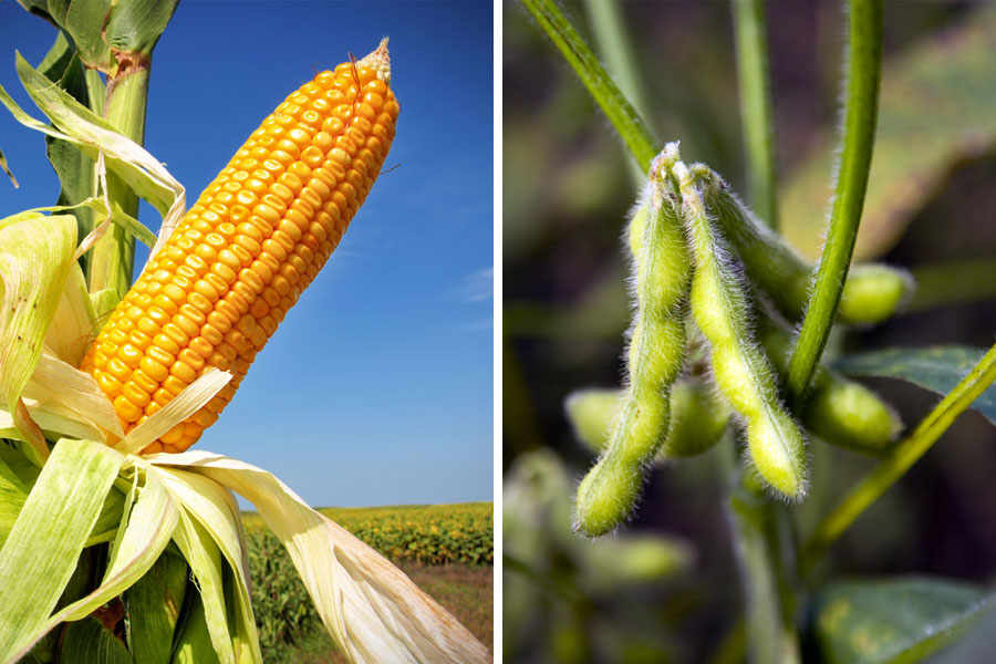 Grain markets by the numbers