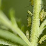 VIDEO: Crops versus their pest insects