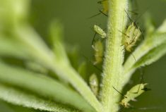 VIDEO: Crops versus their pest insects