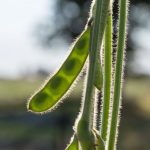 (Photo courtesy United Soybean Board)
