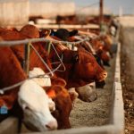 (Photo courtesy Canada Beef Inc.)
