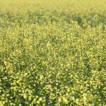 Not much excitement in canola markets