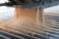 Harvested wheat being poured from a truck into a grain elevator.