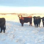 Klassen: Positive fed outlook buoys feeder market