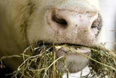 “If you’re decreasing the number of days on feed, you can improve all of your sustainability metrics.” – Kim Ominski, University of Manitoba animal science professor.