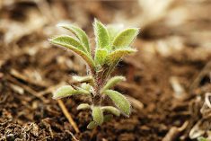 VIDEO: Taking the fight to kochia in North Dakota