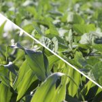 In the U.S. the seasonal ‘battle for acres’ between soybeans and corn could be heating up.