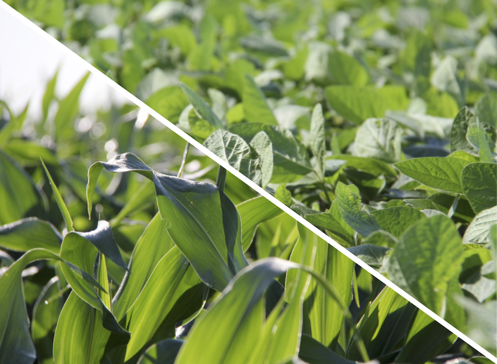 In the U.S. the seasonal ‘battle for acres’ between soybeans and corn could be heating up.