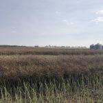 Canola swaths in southern Saskatchewan, August 2023.