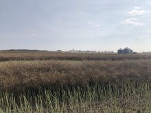 Canola swaths in southern Saskatchewan, August 2023.