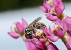 A tiny sweat bee feeds off a milkweed blossom.