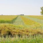 Canola is harvested north of Deerwood, Man., in September 2023.