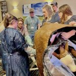 Producers get hands-on experience managing unexpected calving problems without the stakes of live animals at the Manitoba Beef and Forage Production Conference in Brandon in December 2023.
