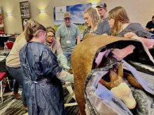 Producers get hands-on experience managing unexpected calving problems without the stakes of live animals at the Manitoba Beef and Forage Production Conference in Brandon in December 2023.