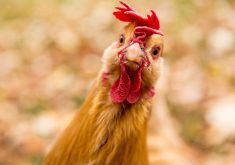 chicken