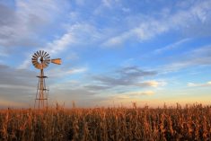 File photo of a cornfield in Argentina. (Reisegraf/iStock/Getty Images)