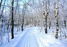 A sheltered ski track at Bittersweet Trail near Rossendale, Man.