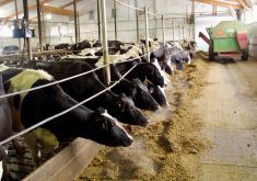 “If that cow doesn’t have a comfortable bed 12 hours a day, we’re going to have problems.” – Mark Gerber, Zinpro.