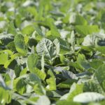 Less pressure on canola from South American soybeans