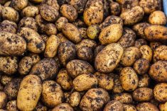 Consumers at the wheel of potato market