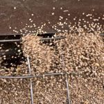 Harvested Saskatchewan lentils. (Bobloblaw/iStock/Getty Images)

