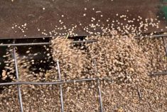 Harvested Saskatchewan lentils. (Bobloblaw/iStock/Getty Images)
