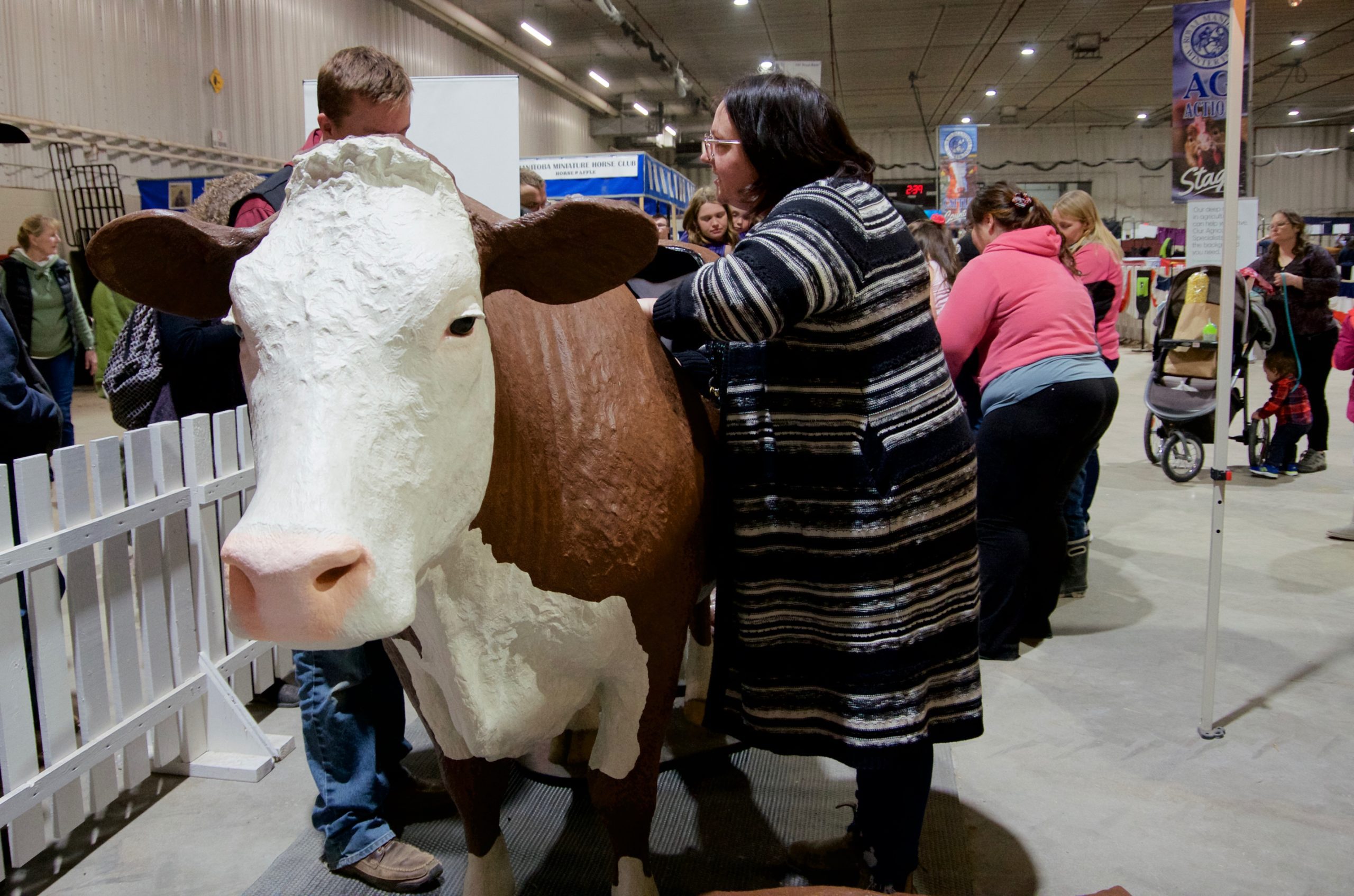 Clover the calving model was shown off at the 2022 Royal Manitoba Winter Fair. 