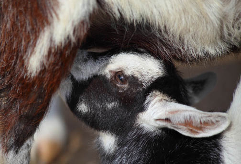 Udder health influences kid mortality, milk quality