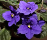 African violets brighten up the indoors, even in the depths of winter.