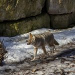 Coyotes and other canine wildlife can be important vectors in the lifecycle of neospora.