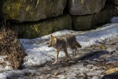 Coyotes and other canine wildlife can be important vectors in the lifecycle of neospora.