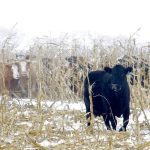 Cattle take shelter in the stalks of Brett McRae’s intercropped corn grazing system.