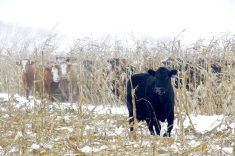 Cattle take shelter in the stalks of Brett McRae’s intercropped corn grazing system.