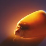 Festive spirit misses grain markets