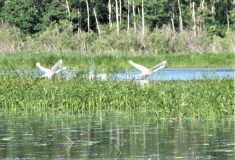 Tim Sopuck’s first trumpeter swan sighting was in 2007 in eastern Manitoba.