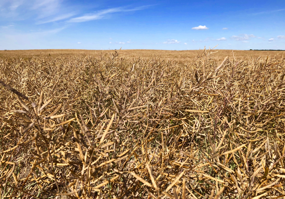 The canola sector is positioning itself to take advantage of an anticipated boom in renewable fuel.