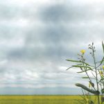 Valentine’s week gave no happy ending for grain markets