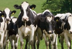 “If you reduce methane emissions, there has to be another ‘sink’ that will wrap up that hydrogen. In the rumen there’s a number of different ways that hydrogen can go.” – Karen Beauchemin.